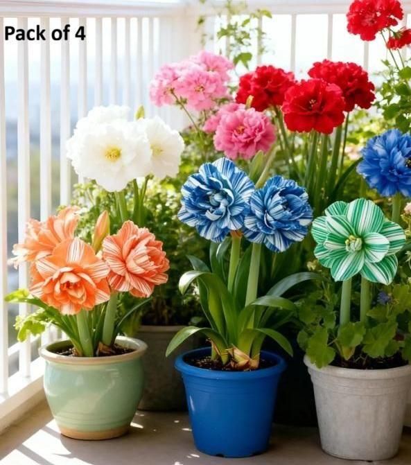 Rare Daffodil Bulbs with Plant Growth Supplement (Pack of 4)